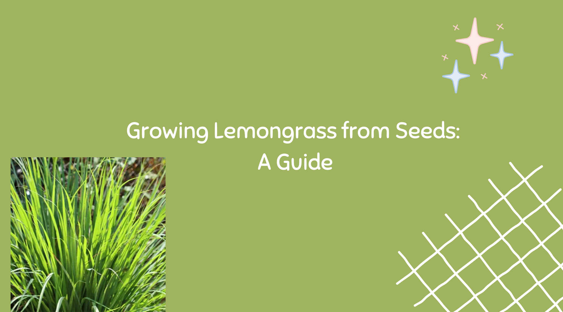Growing Lemongrass from Seeds: A Guide