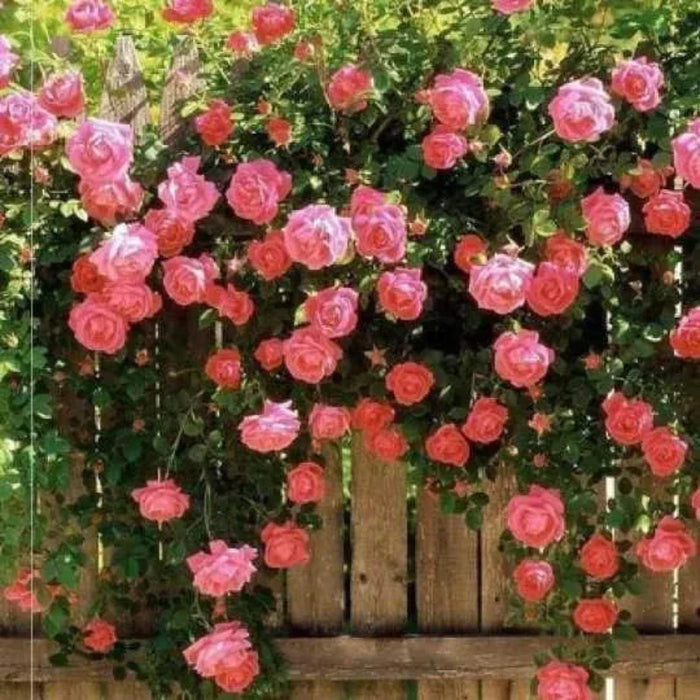 100 Piece Climbing Rose Seeds