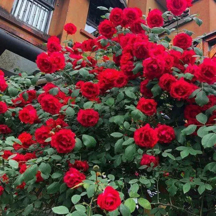 100 Piece Climbing Rose Seeds