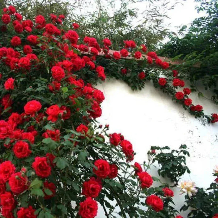 100 Piece Climbing Rose Seeds