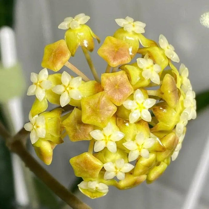 Ball Orchid Seeds – Exotic Star Shaped Flowers, Easy to Grow