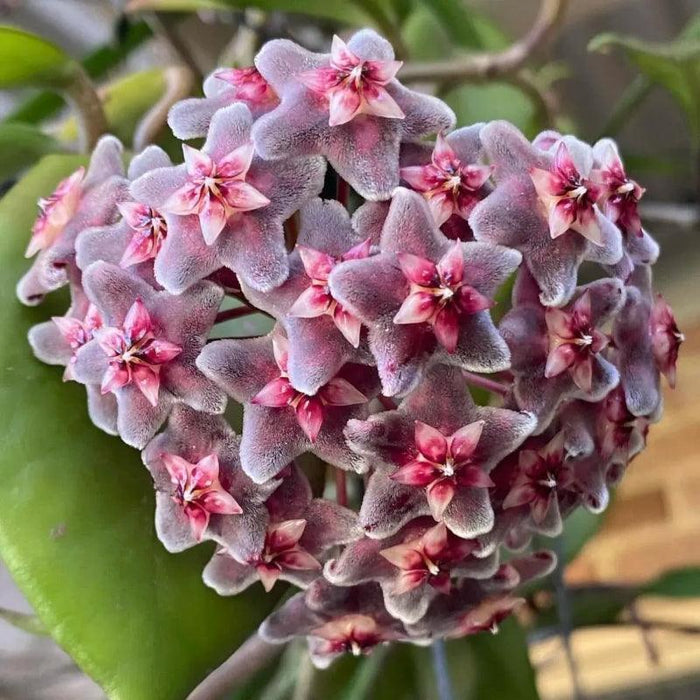 Ball Orchid Seeds – Exotic Star Shaped Flowers, Easy to Grow