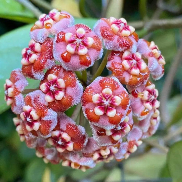 Ball Orchid Seeds – Exotic Star Shaped Flowers, Easy to Grow