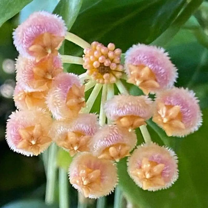 Ball Orchid Seeds – Exotic Star Shaped Flowers, Easy to Grow