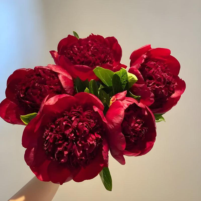 Garden Peony Flower Seeds