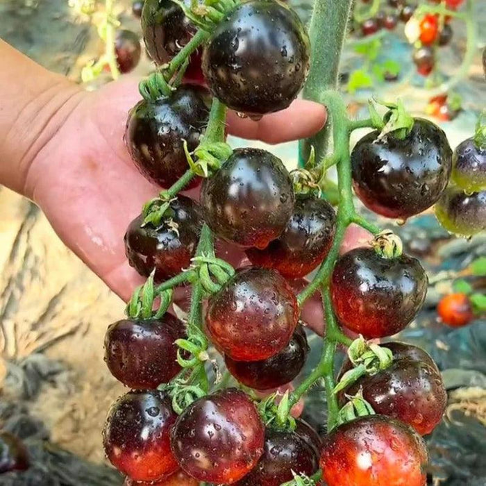 Organic Black Tomatoes – Unique Heirloom Variety For Home Gardens