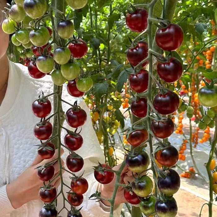 Organic Black Tomatoes – Unique Heirloom Variety For Home Gardens