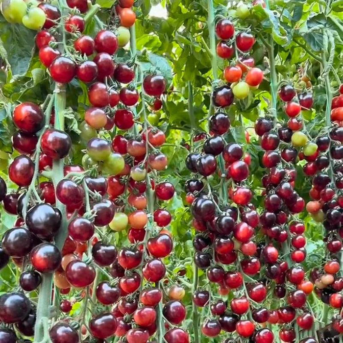 Organic Black Tomatoes – Unique Heirloom Variety For Home Gardens