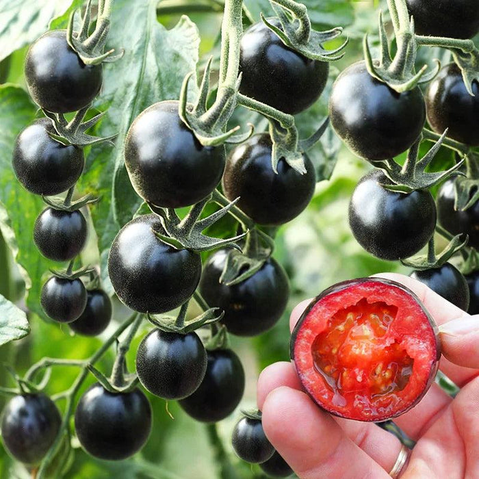 Organic Black Tomatoes – Unique Heirloom Variety For Home Gardens