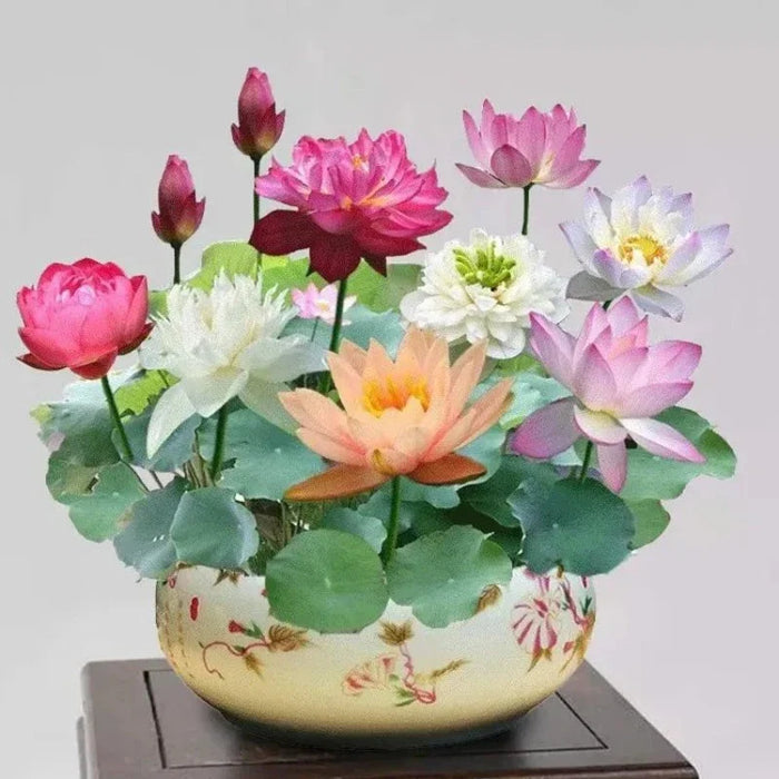 All Season Blooming Flower Seeds For Home Decor