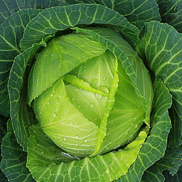 Cabbage Seeds For Planting