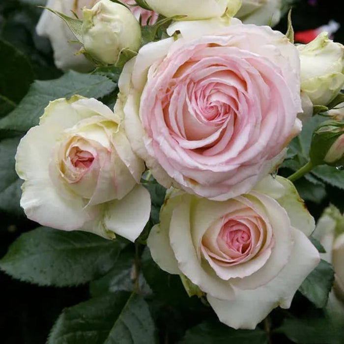 Climbing Rose Seeds Fortune Blooms