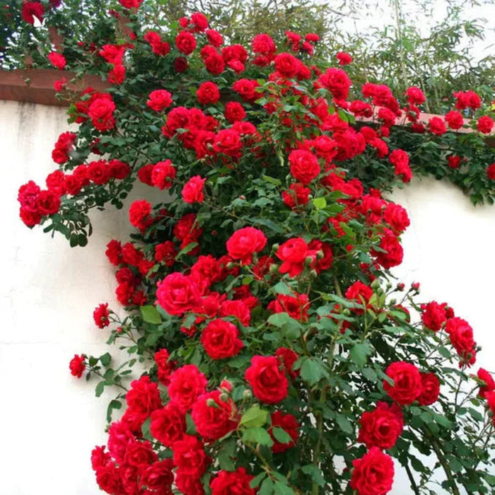 Climbing Rose Seeds Fortune Blooms