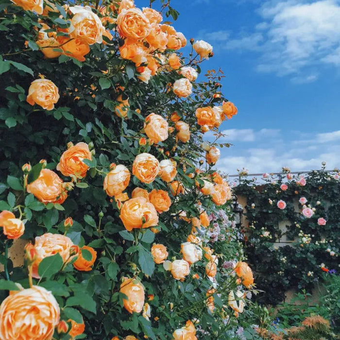 Climbing Rose Seeds Fortune Blooms