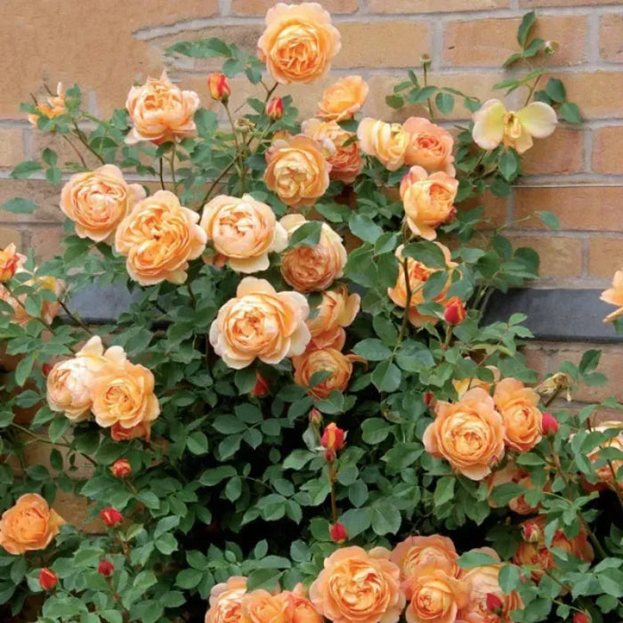 Climbing Rose Success Unfolding Seeds