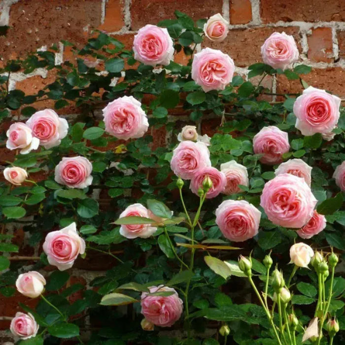 Climbing Rose Success Unfolding Seeds