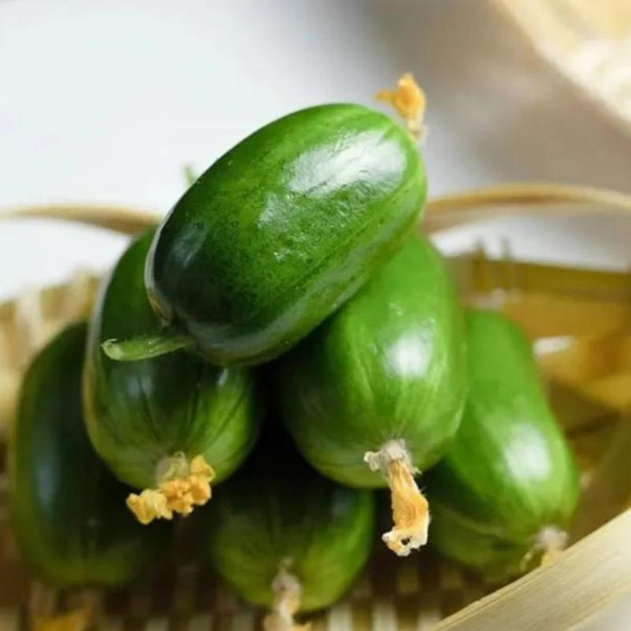 Cucumber Sunshine Boy Lady Seeds