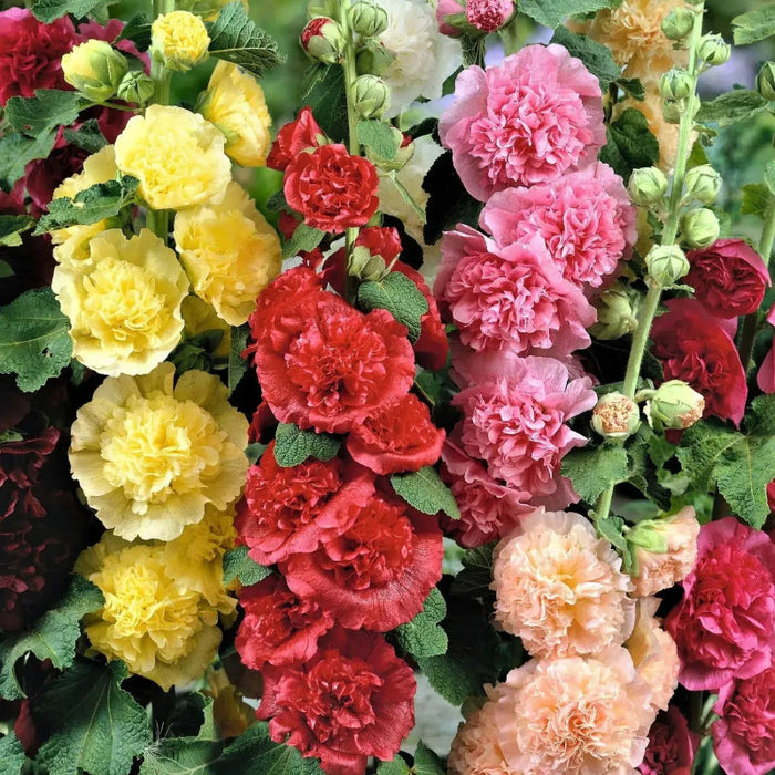 Double Mixed Bloom Hollyhock Seeds