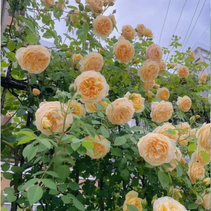 Elegant Climbing Rose Flower Seeds