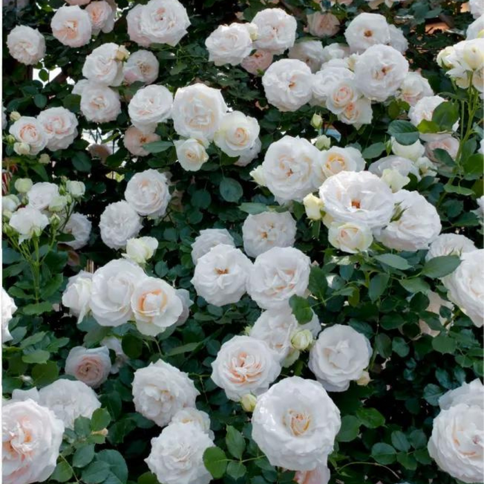 Elegant Climbing Rose Flower Seeds