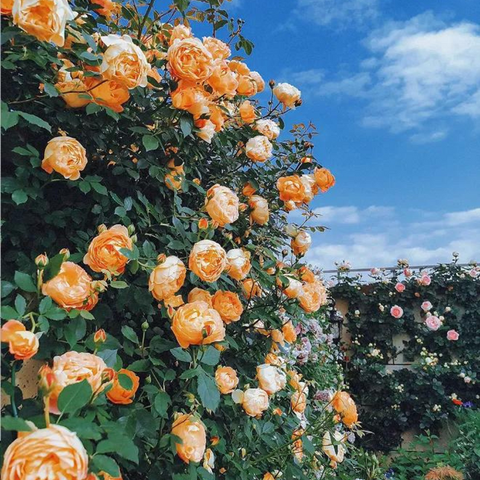 Elegant Climbing Rose Flower Seeds