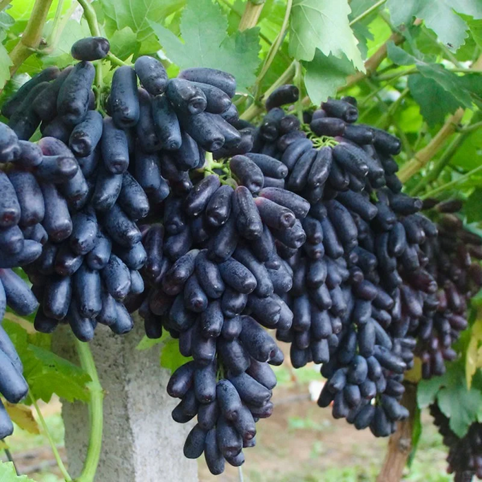 Elongated Sapphire Grape Seeds – Unique Purple Grapes