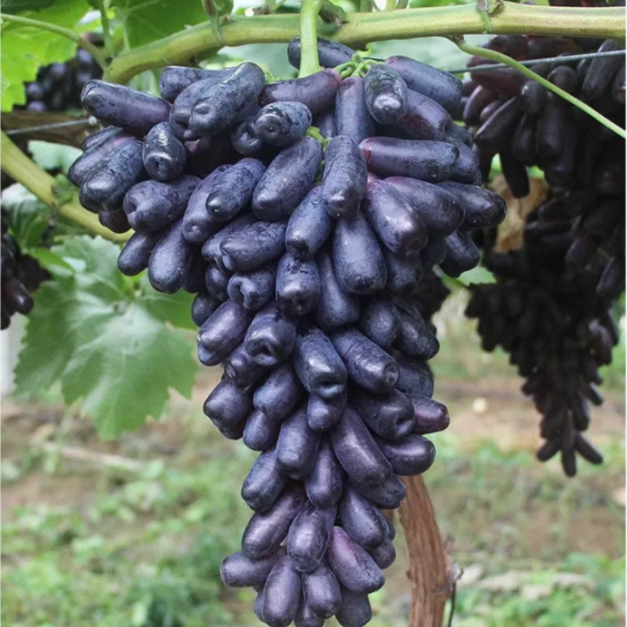 Elongated Sapphire Grape Seeds – Unique Purple Grapes