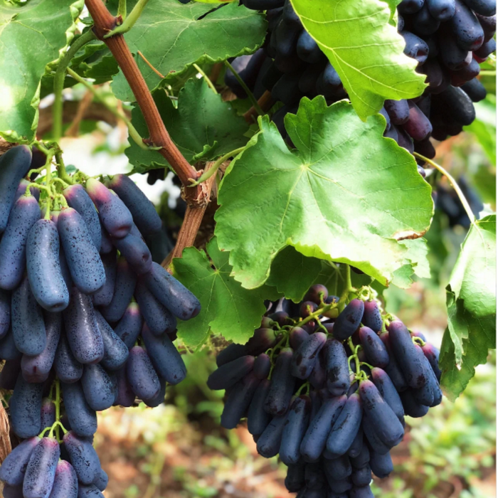 Elongated Sapphire Grape Seeds – Unique Purple Grapes