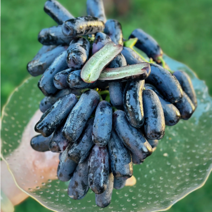 Elongated Sapphire Grape Seeds – Unique Purple Grapes