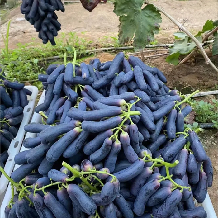 Elongated Sapphire Grape Seeds – Unique Purple Grapes