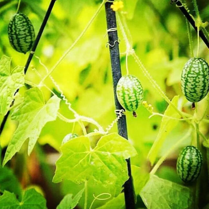 Exotic Watermelon Seeds