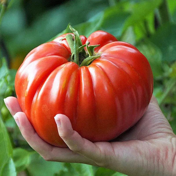 Heirloom Giant Tomato Seeds – Grow Large And Flavorful Tomatoes