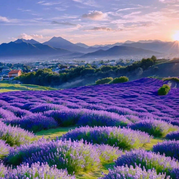 Blooming Purple Lavender Seeds