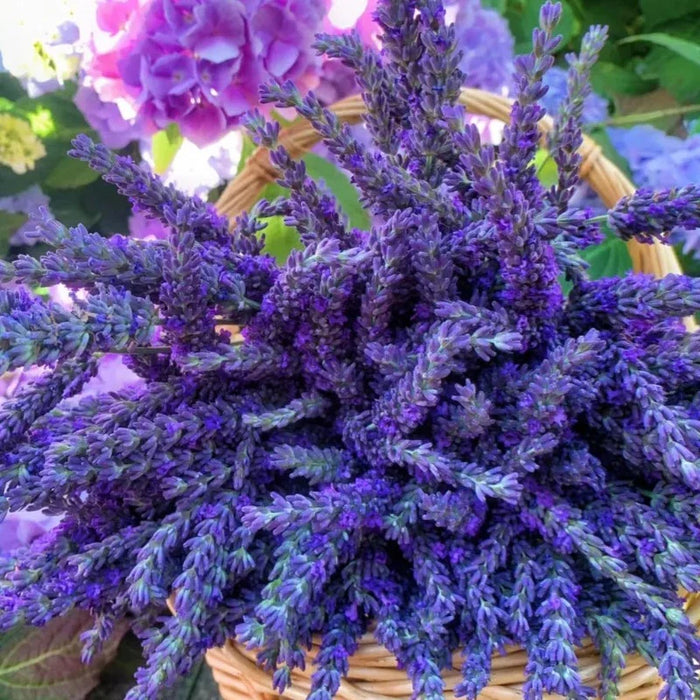 Blooming Purple Lavender Seeds