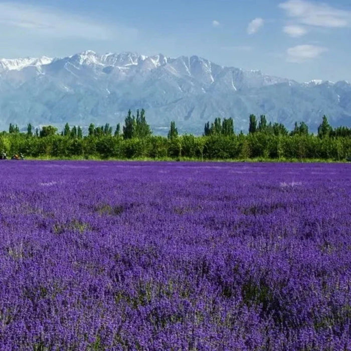 Blooming Purple Lavender Seeds