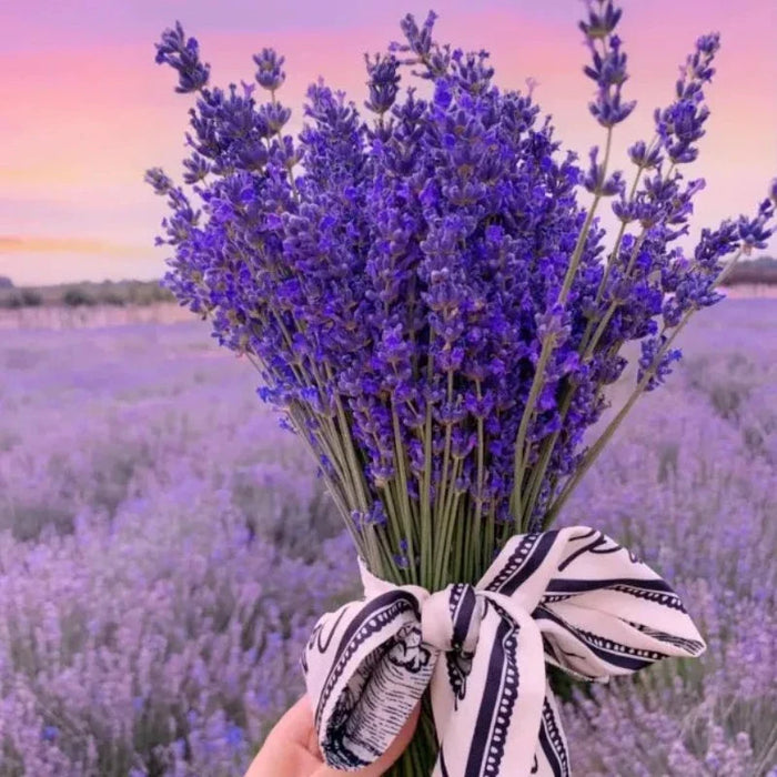 Blooming Purple Lavender Seeds