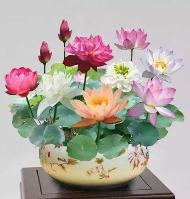 The Divine Bonsai Lotus Bowl