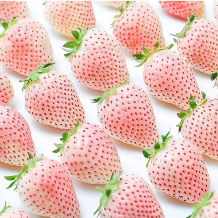 Mix Strawberry Seeds For Planting