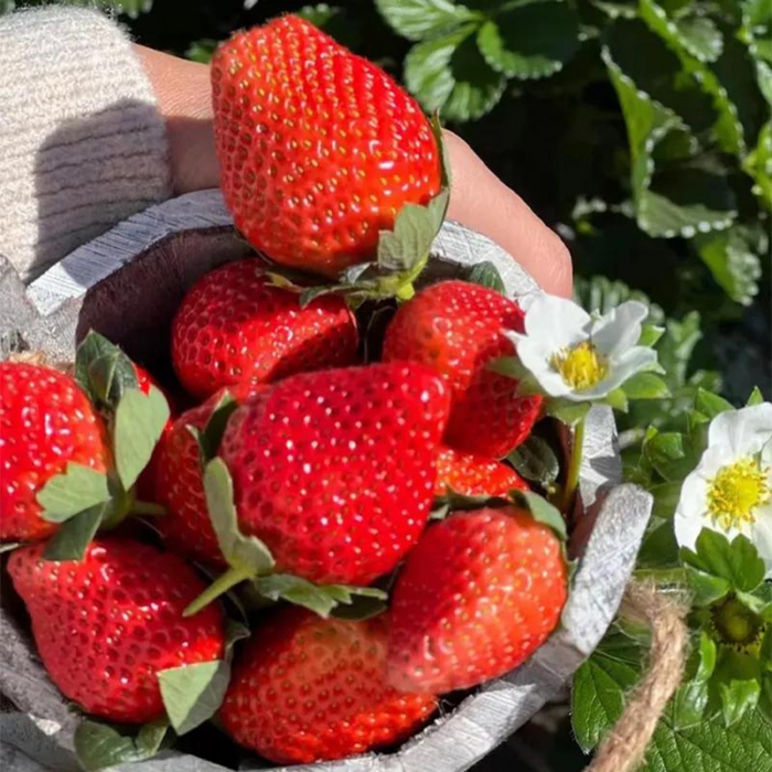 Mix Strawberry Seeds For Planting