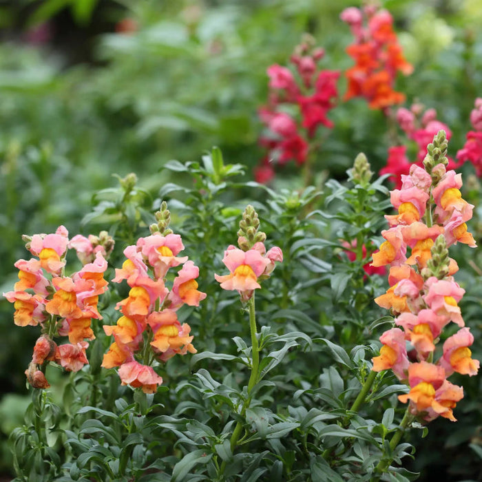 Rocket Bronze Snapdragon Seeds