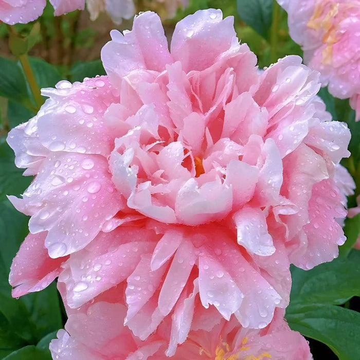 Garden Peony Flower Seeds