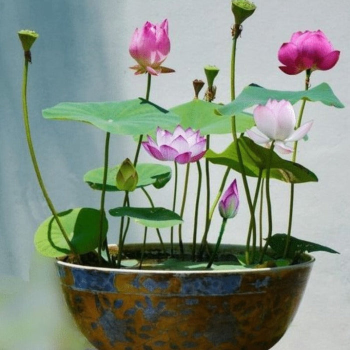 The Sacred Bonsai Bowl Lotus Flower