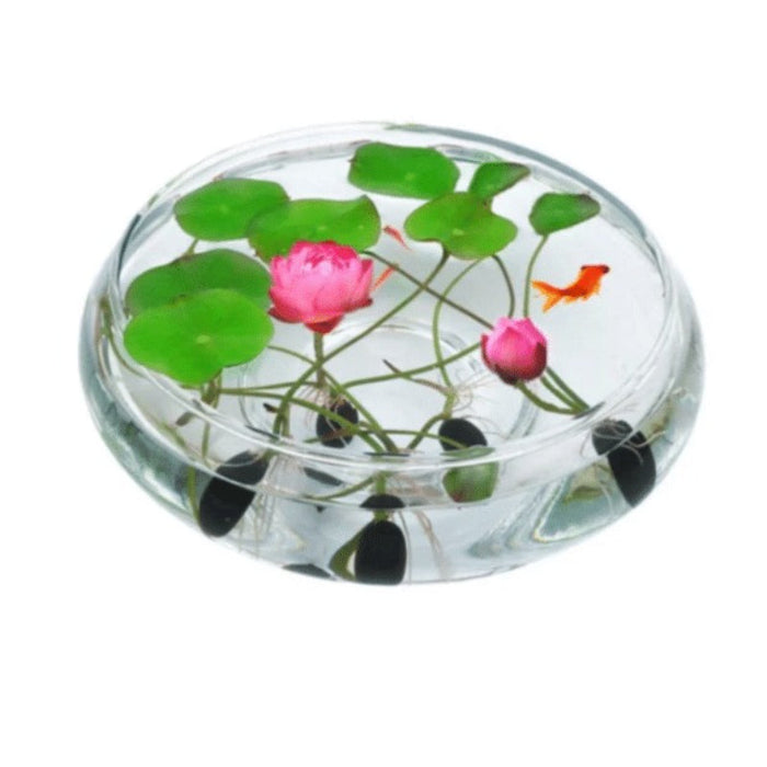 The Sacred Bonsai Bowl Lotus Flower