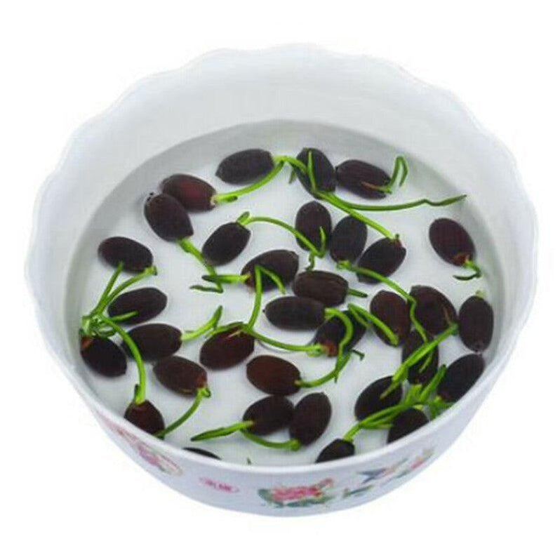 The Sacred Bonsai Bowl Lotus Flower — Seed Nerds