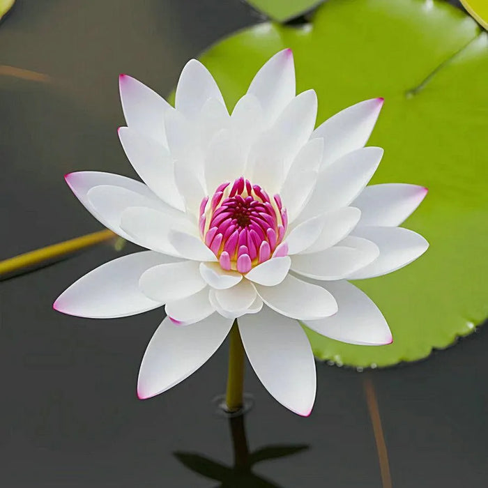 The Sacred Bonsai Lotus Blossom Flowers Seeds