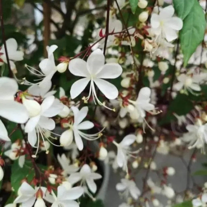 Trailing Jasmine Flower Seeds