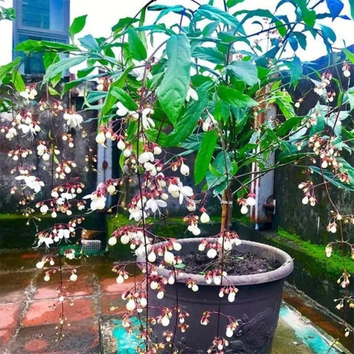 Trailing Jasmine Flower Seeds