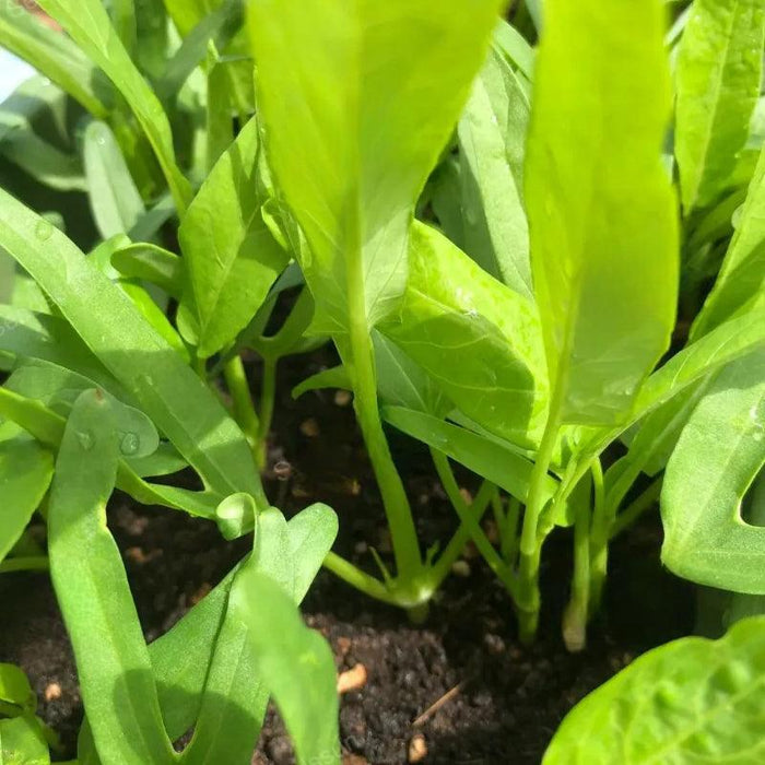 Triple Stem Water Spinach Seeds