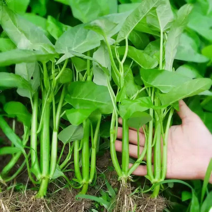 Triple Stem Water Spinach Seeds