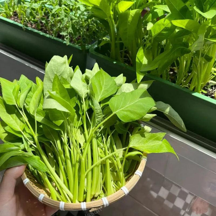 Triple Stem Water Spinach Seeds